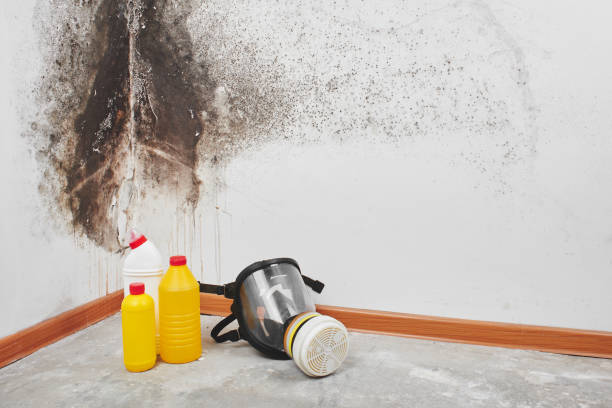 Best Office Mold Removal Services  in Tashua, CT