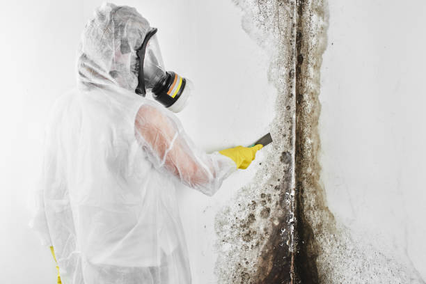 Best Certified Mold Removal  in Tashua, CT