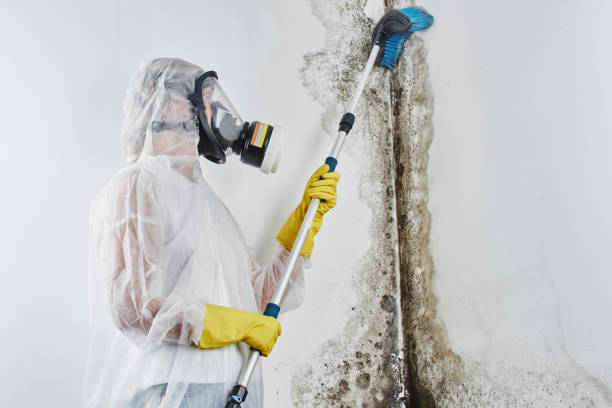 Best Emergency Mold Removal  in Tashua, CT