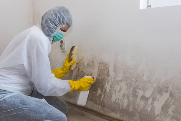 Best Mold Testing  in Tashua, CT