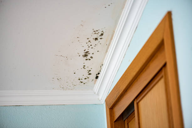 Best Emergency Mold Removal  in Tashua, CT