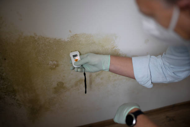 Best Best Mold Removal Companies  in Tashua, CT
