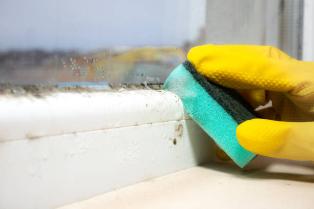 Mold Testing and Removal in Tashua, CT