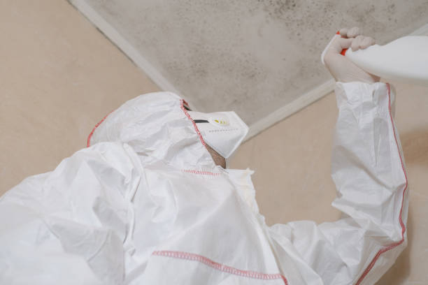 Best Local Mold Removal Service  in Tashua, CT
