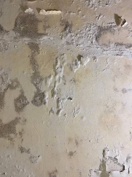 Best Affordable Mold Removal  in Tashua, CT