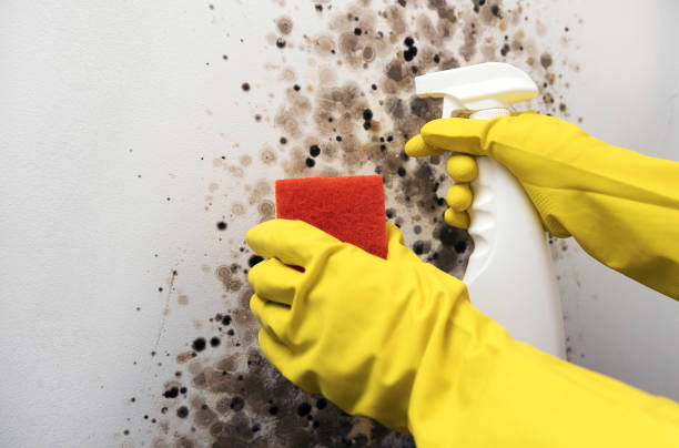 Best Toxic Mold Removal  in Tashua, CT