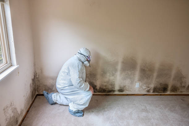 Best Mold Testing and Removal  in Tashua, CT