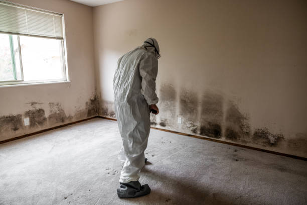Best Mold Testing  in Tashua, CT