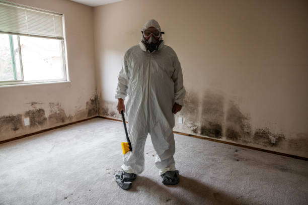 Best Black Mold Removal  in Tashua, CT