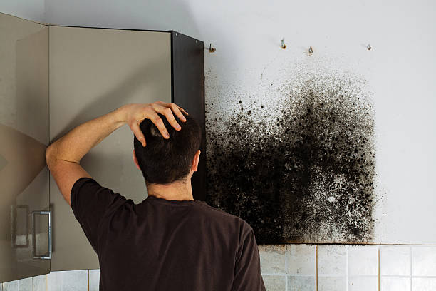 Best Residential Mold Removal  in Tashua, CT