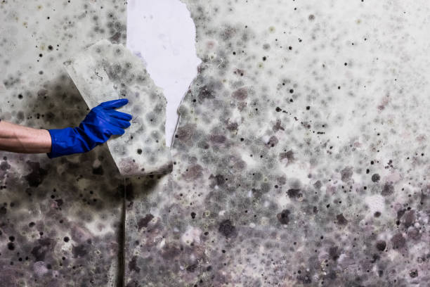 Best Mold Inspection  in Tashua, CT