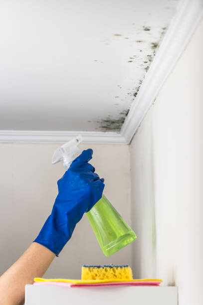 Best Crawl Space Mold Removal  in Tashua, CT