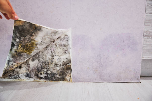 Best Mold Damage Repair  in Tashua, CT